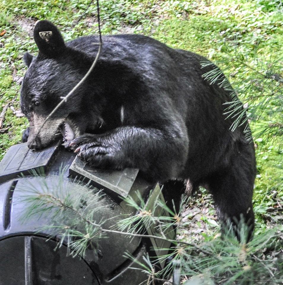 Bears are attracted to scents such as barbecue grills, compost piles, fruit trees and pet food. Trust me.